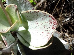 Adromischus maculatus pale leaves